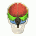 image from Database Center for Life Science(DBCLS) Human brain